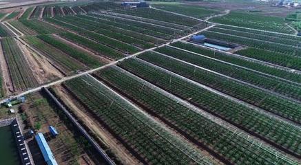 堅持走農產品品牌化道路，大連大櫻桃產業助推鄉村振興