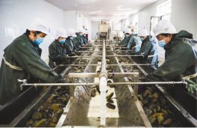 大連市 做強優勢農業產業，筑牢鄉村振興之基